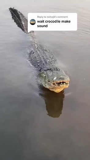 What Sounds Do Crocodiles Make? Exploring the Noises of these Fascinating Creatures