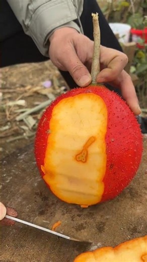 St 464223 mini rotary tillage and ridging all-in one tree 🌲 short view #subscribe #shorts #trending