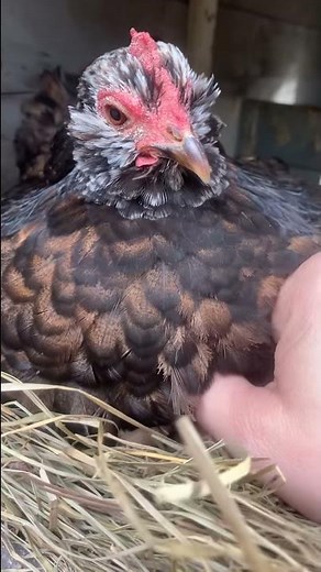 Purring chicken