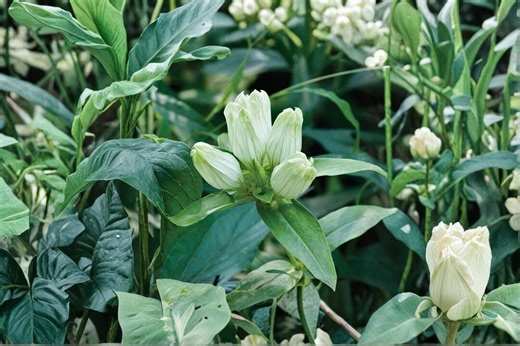 Cream Gentian Seeds – Gentiana Flavida | 100 Seeds | Native Wildflower for Pollinator & Woodland Gardens - Etsy