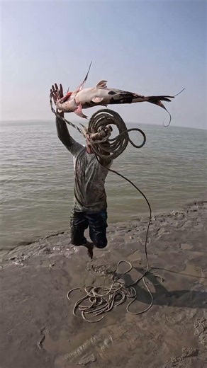 accurate fish bait hooked for shark #bait