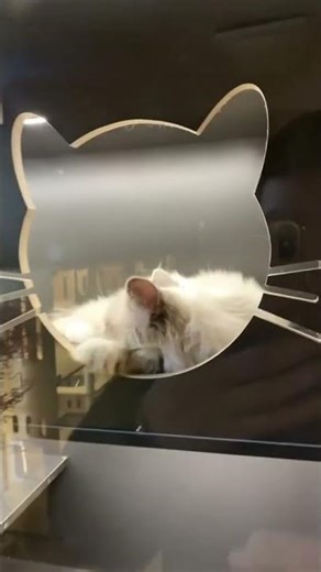 🐾 بيت خشبي فاخر للقطط 🐾دلّل قطتك بمساحة مريحة، آمنة، وعملية بتصميم أنيق يناسب منزلك 🐈