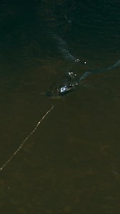 Tournament-Grade Swimbait Performance | 6th Sense Fishing