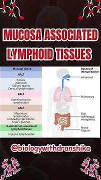🛡️ MALT (Mucosa Associated Lymphoid Tissues) #malt #galt #lymphocytes #immunityboost #bodydefense