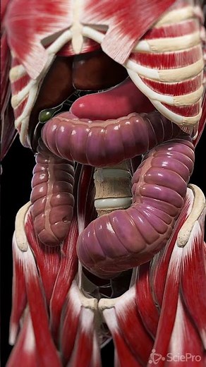 Toxic Megacolon #anatomy #meded #animation