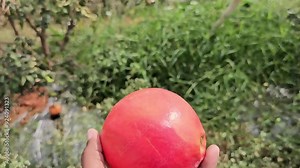 Ripe Pomegranate- Pomegranate farming - Pomegranate Harvesting - Showcases ripe fruits being checked for export quality, with a focus on the harvesting process and ensuring top-grade pomegranates.