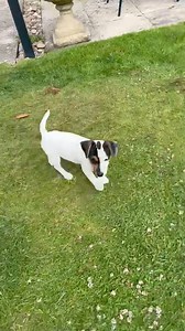 Rosie & Bella both 11 weeks old for adoption 💙 | Jack Russell Terrier Rescue UK