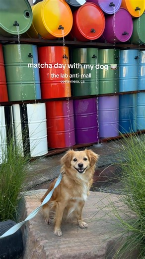 matcha day 🍵 with my dog in costa mesa, ca