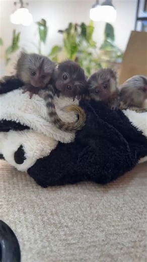 #marmoset #fingermonkeys #fyp