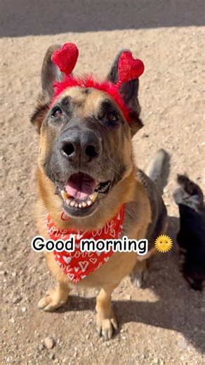 ❤️ Good Morning ❤️ #germanshepherd #dog #doglove #dogshorts #fyp #goodmorning #valentinesday