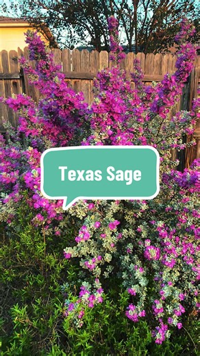 Cenizo aka Texas Sage aka Barometer Bush is a great evergreen native to add to your garden. #texassage #texasgardening #budatx #gardening #plants