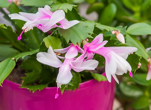 Bouture cactus de Noël : guide pas à pas pour réussir !