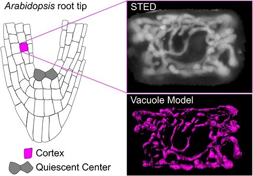 Light at the end of the tunnel: FRAP assays combined with super resolution microscopy confirm the presence of a tubular vacuole network in meristematic plant cells