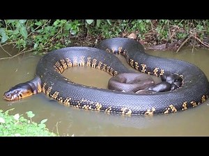 Inside the World of the Amazon’s Largest Snake