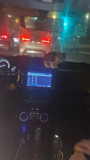 #pourtoi #chaton #werenoi