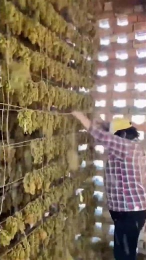 Inspecting Grape Drying Process