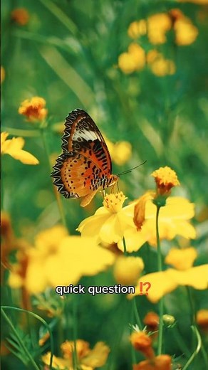 How Many Wings Does a Butterfly Have? 🦋
