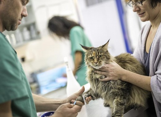 Chronic Renal Failure in Cats