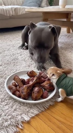 cute dog eating meat