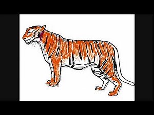 Dessin de tigre - Comment Dessiner