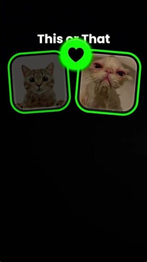 uiai cat #shorts #cat #keşfet #subscribe