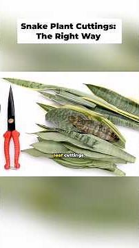 Snake plant leaf propagation: easy steps for beginner #plants