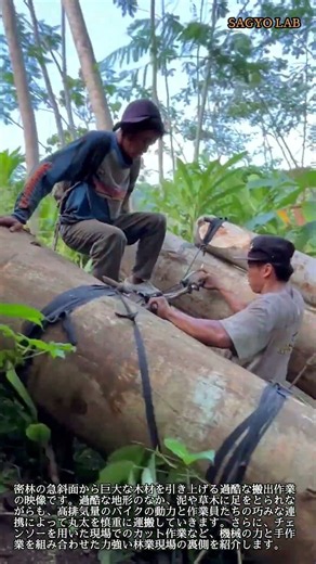 急斜面での巨大木材搬出作業！バイクとチェンソーを駆使する職人技 #worker #process #logging #chainsaw #motorbike
