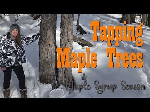 Tapping Maple Trees for Maple Syrup