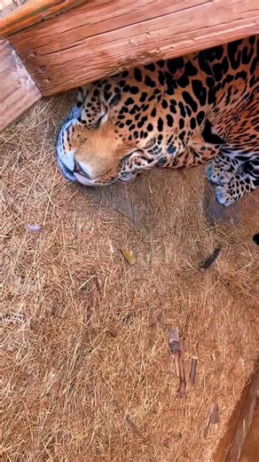 Jaguar vs black panther! Whats the difference! ❤️ #NOTpets #jaguar #jag #bigcat #bigcats #cat #cats #blackjaguar #blackpanther #tank #teamtank #gemini #wow #amazing #stunning #animal #animals #fl #florida #fyp #foryou #viral | Safari Sammie | Facebook