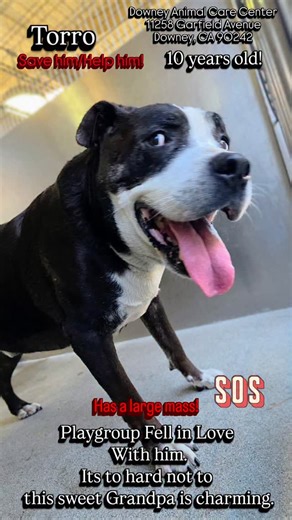 Desi Lara | 72 HR NOTICE APPROVED FOR PUBLIC ADOPTION on a health waiver QUESTIONS CAN BE ANSWERED 24/7 AT (562) 940-6898 IF YOU HAVE PLACEMENT:... | Instagram