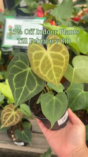 Cross Creek Nursery & Landscaping on Instagram: "Jungle January EXTENDED! 🌿 We’re keeping the plant party going for one more week! 🎉 Enjoy 25% off all indoor plants until February 8th at both locations. Just in: some of the most exciting plant drops ever, new finds, rare beauties, and classic faves: ✨ Anthurium clarinervium 4” ✨ Anthurium hookeri Variegated ✨ Philodendron Florida Ghost ✨ Philodendron Joepii 6” ✨ Vanilla Bean Orchid 6” ✨ Staghorn Fern ✨ Sharktooth Cactus Hanging Basket ✨ Kalanc