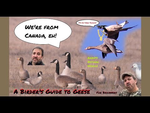 A Birder's Guide to Geese: For Beginners
