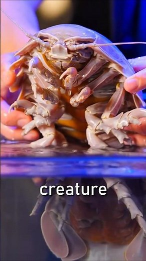 The Giant Cockroach Of The Sea 🪳🌊