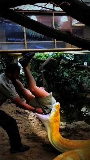 Can a Python Actually Swallow a Human #python #human #gaintsnake #anaconda #wildlife #snake