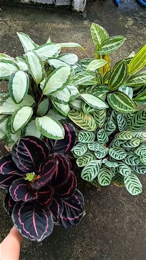 a collection of calathea plants Beberapa jenis calathea yg saya koleksi masih cantik dan subur #tanamanhias #minigarden #gardening | Yanti Alya
