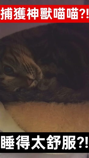 Xu Ge's Pokémon Guide: Catching the Legendary Meowth + Sleeping Too Comfortably?! #pokemon #pets ...