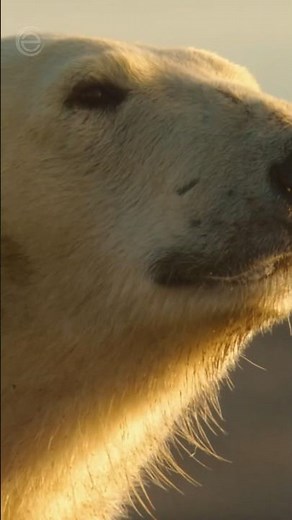 Eisbären ohne Eis 🐻‍❄️ #shortsfeed