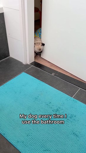 Privacy? What’s that? 👀🚽 #dogsoftiktok #petsoftiktok #pug