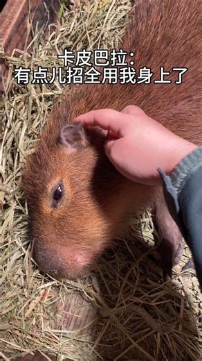 capybara 卡皮巴拉 豚：真服了 #水豚 #水豚君 #卡皮巴拉 #呆萌 #cute #可愛い #萌寵 #療癒 #short