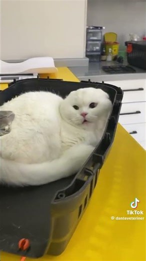 gato gritando chistoso sin que lo toque el veterinario 🙀🙀🤣🤣🤣🤣🤣🤣🤣🤣