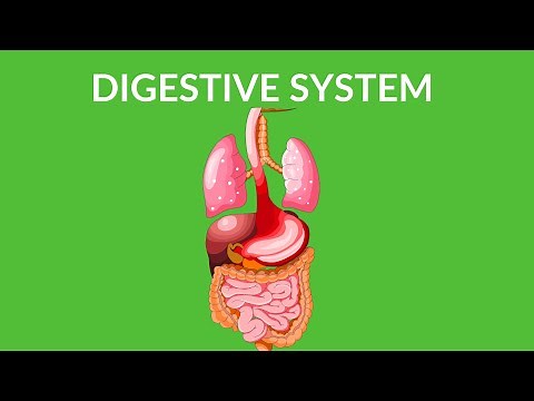 Digestive System - video for kids