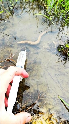 Unique Fishing Hack: Catching Baim Fish! #shorts