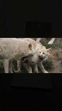 Spirit Animal Series - Wolf