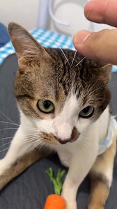 Cute na alien | Arkira