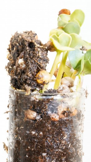 🌱 Radishes Take Over a Test Tube – Mesmerizing Timelapse! #shorts #plants #nature