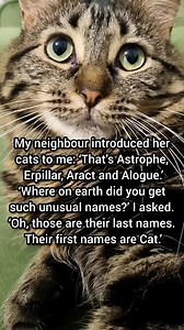 162K views · 952 reactions | Funny cat names  | Winter Cat | Facebook