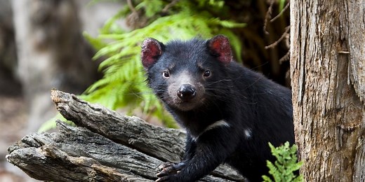 Zoo and Aquarium Association (ZAA)