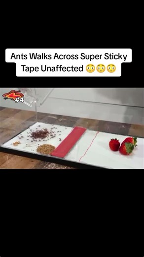 Ants Walks Across Super Sticky Tape Unaffected 😳😳😳 #ants #antsoftiktok #stickytape #obstacle
