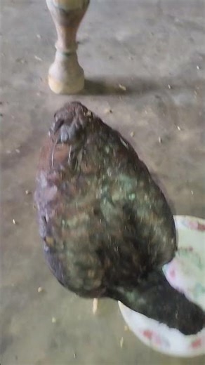 Old breeder & amroha cross Madi..#shorts #viral #trending #reels #video #birds #aseel #mianwali
