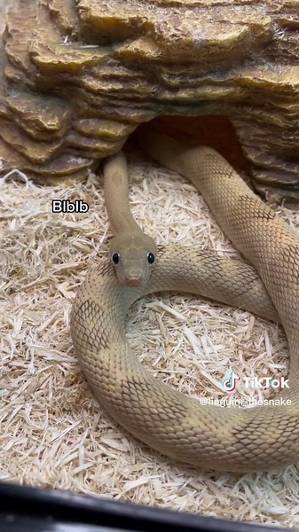 Adorable Googly-Eyed Snake Plush Toy Surprise!